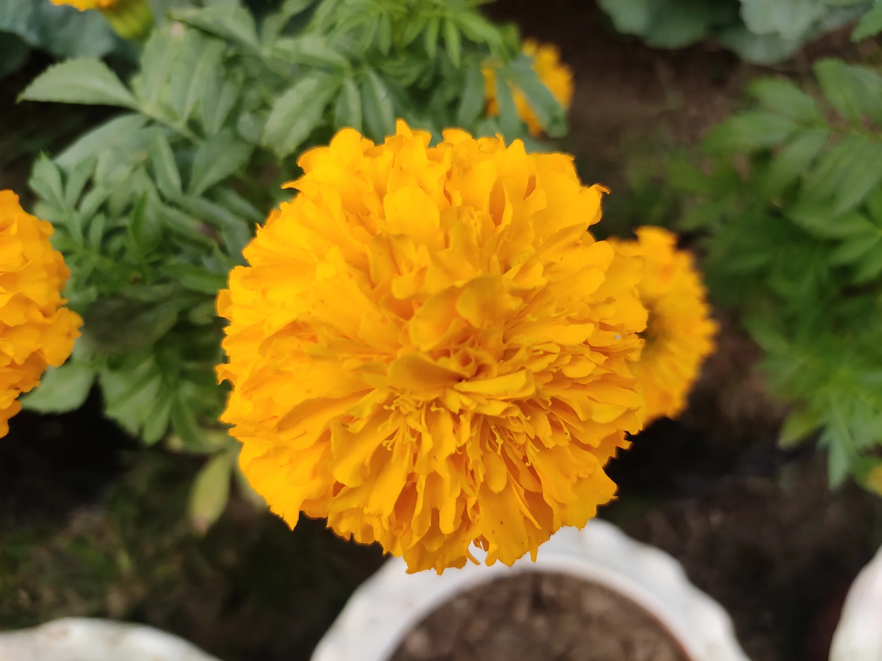 Conventional African marigold blossoms (Tagetes erecta) in a garden photograph
