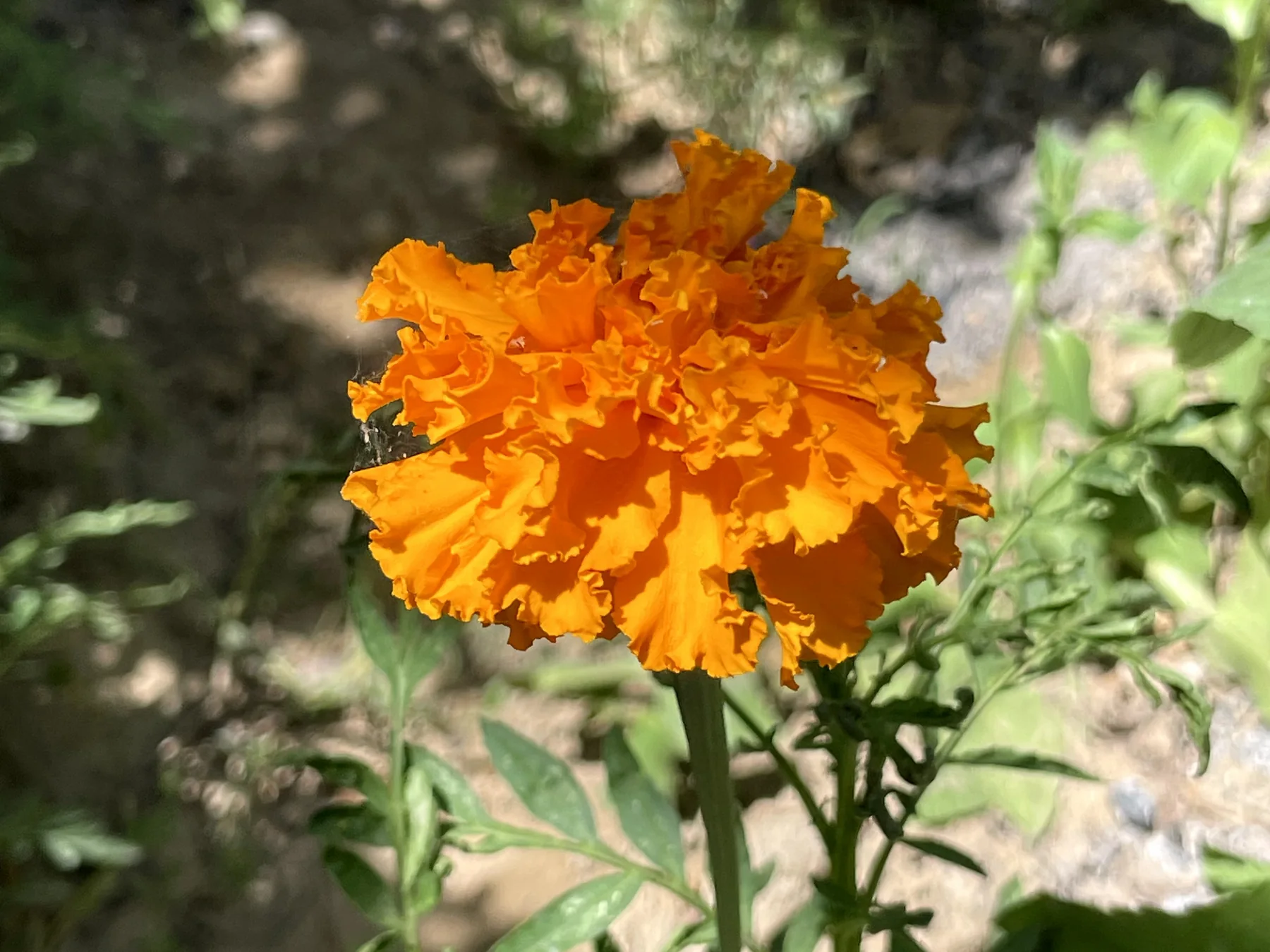 Conventional marigold flowers growing in a planted garden bed