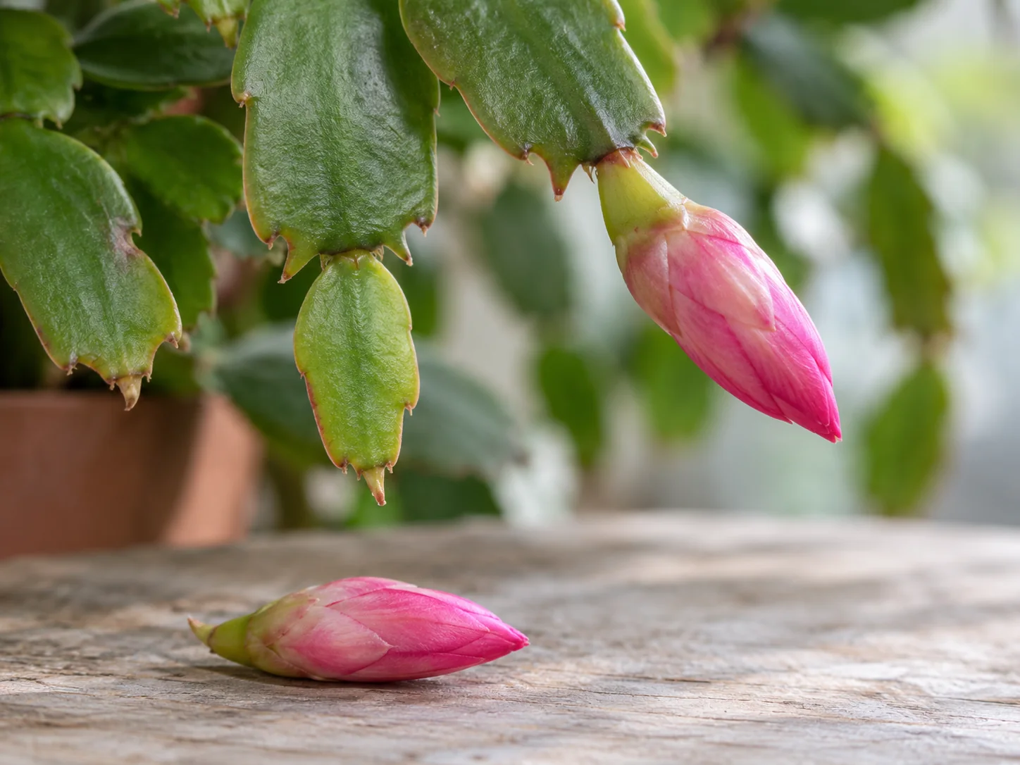 Close view of an attached pink holiday cactus bud and a detached bud on a wooden surface.