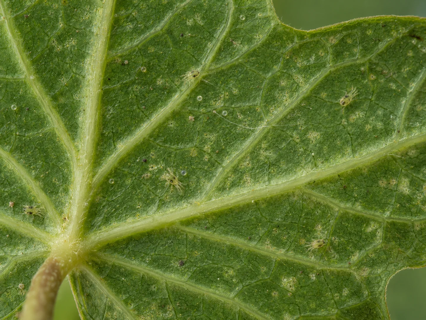 Close-up of an ivy leaf underside showing tiny pale mites, fine silk and small translucent eggs.