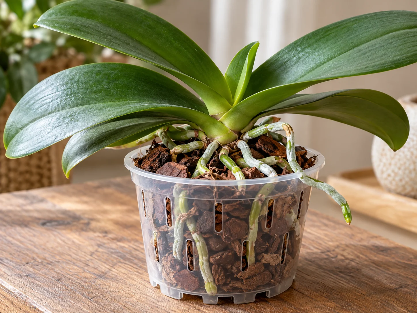 A Phalaenopsis orchid in a ventilated clear pot with coarse bark and exposed air roots