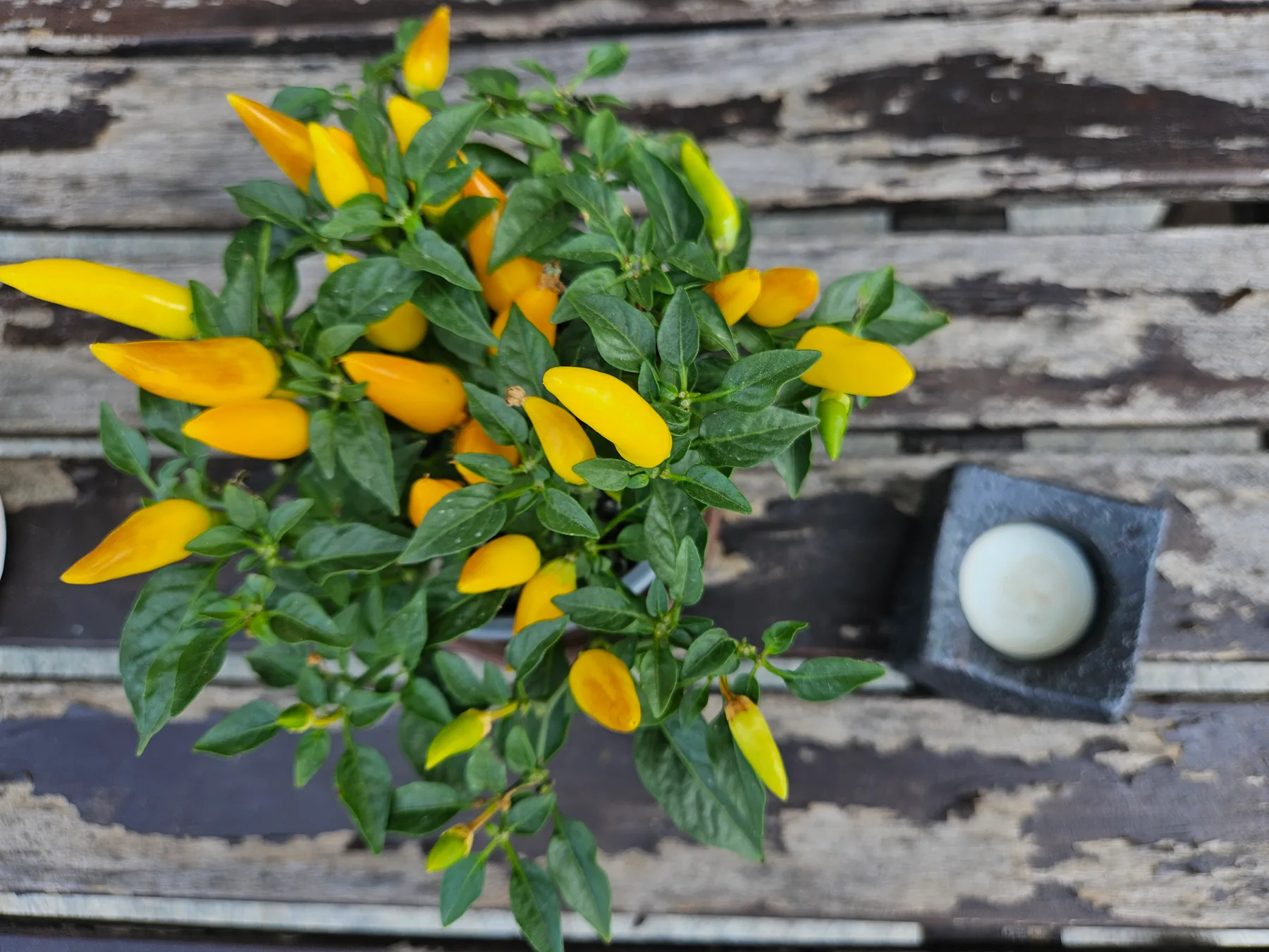 An ornamental pepper plant with upright yellow and green fruit among green leaves