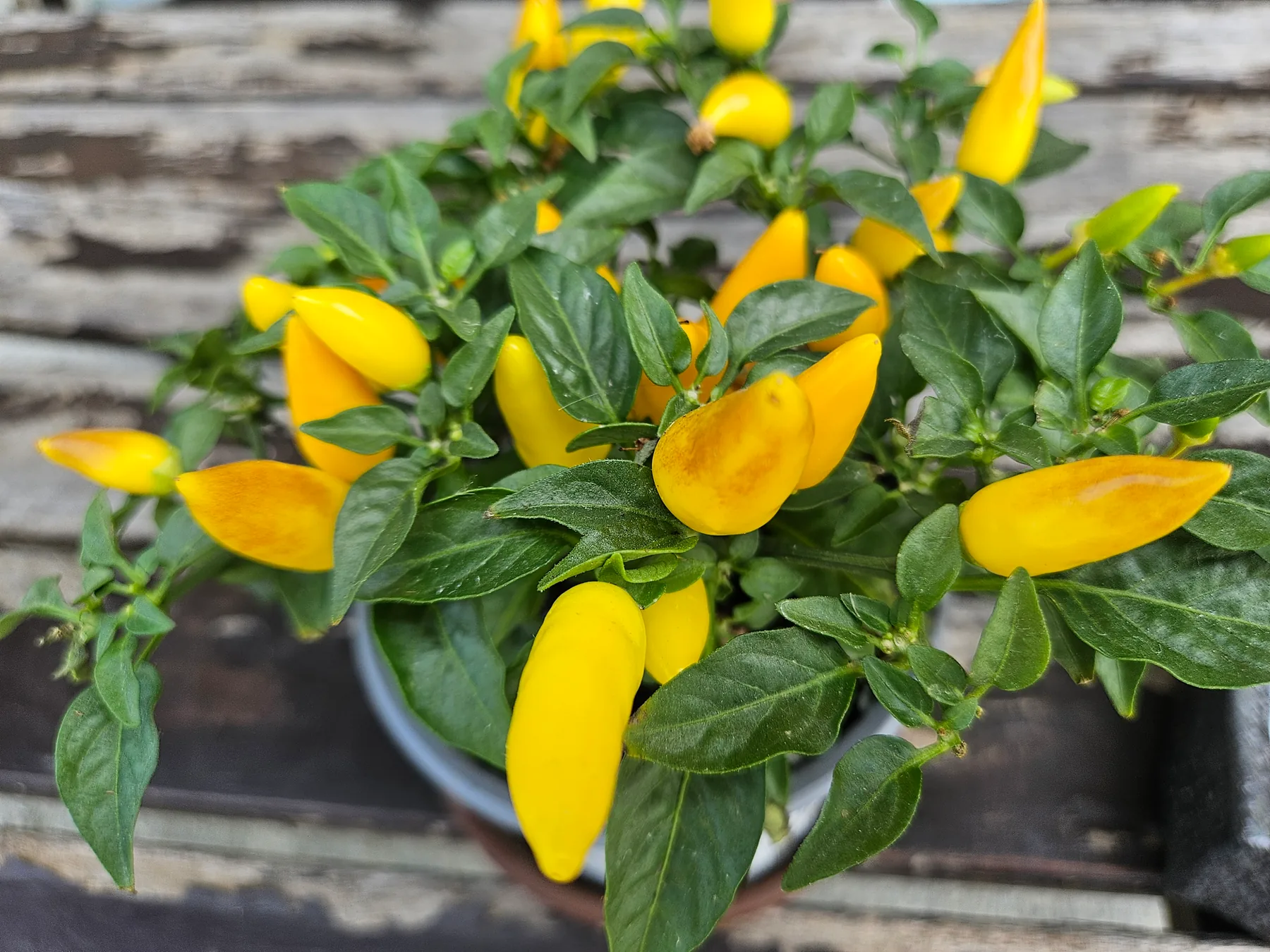 Yellow ornamental pepper fruit and green leaves seen close up