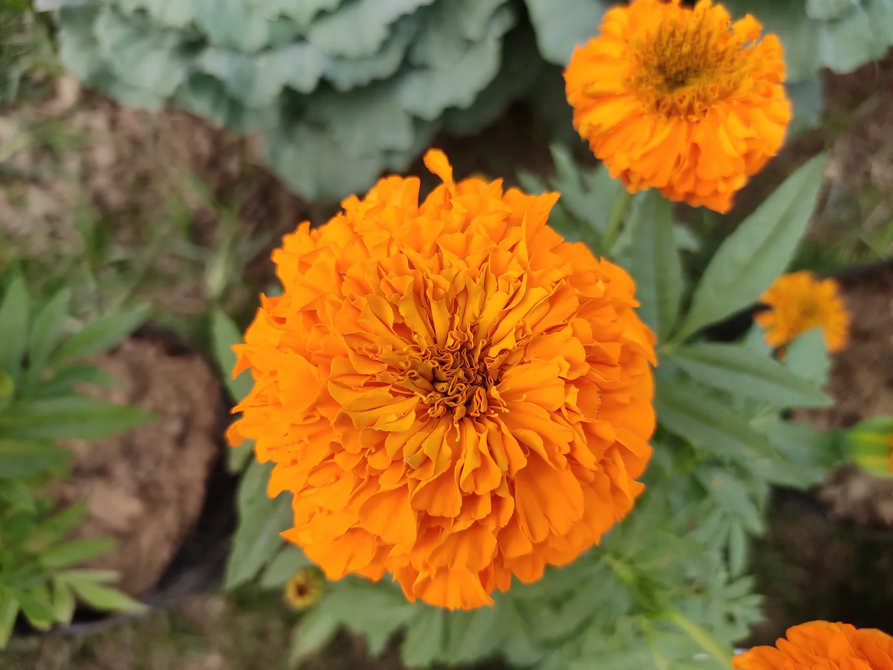 Conventional African marigold (Tagetes erecta) flowers; illustrative species photograph, not the engineered red variety