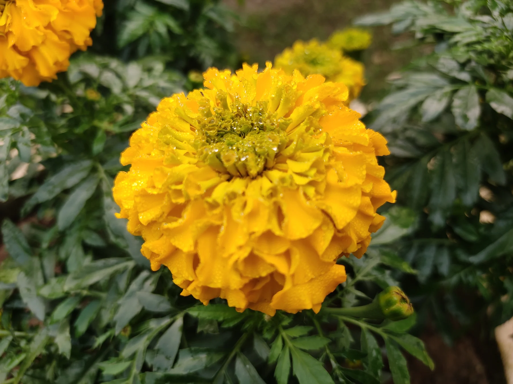 Additional photograph of conventional African marigold (Tagetes erecta) flowers, not the genetically engineered red cultivar