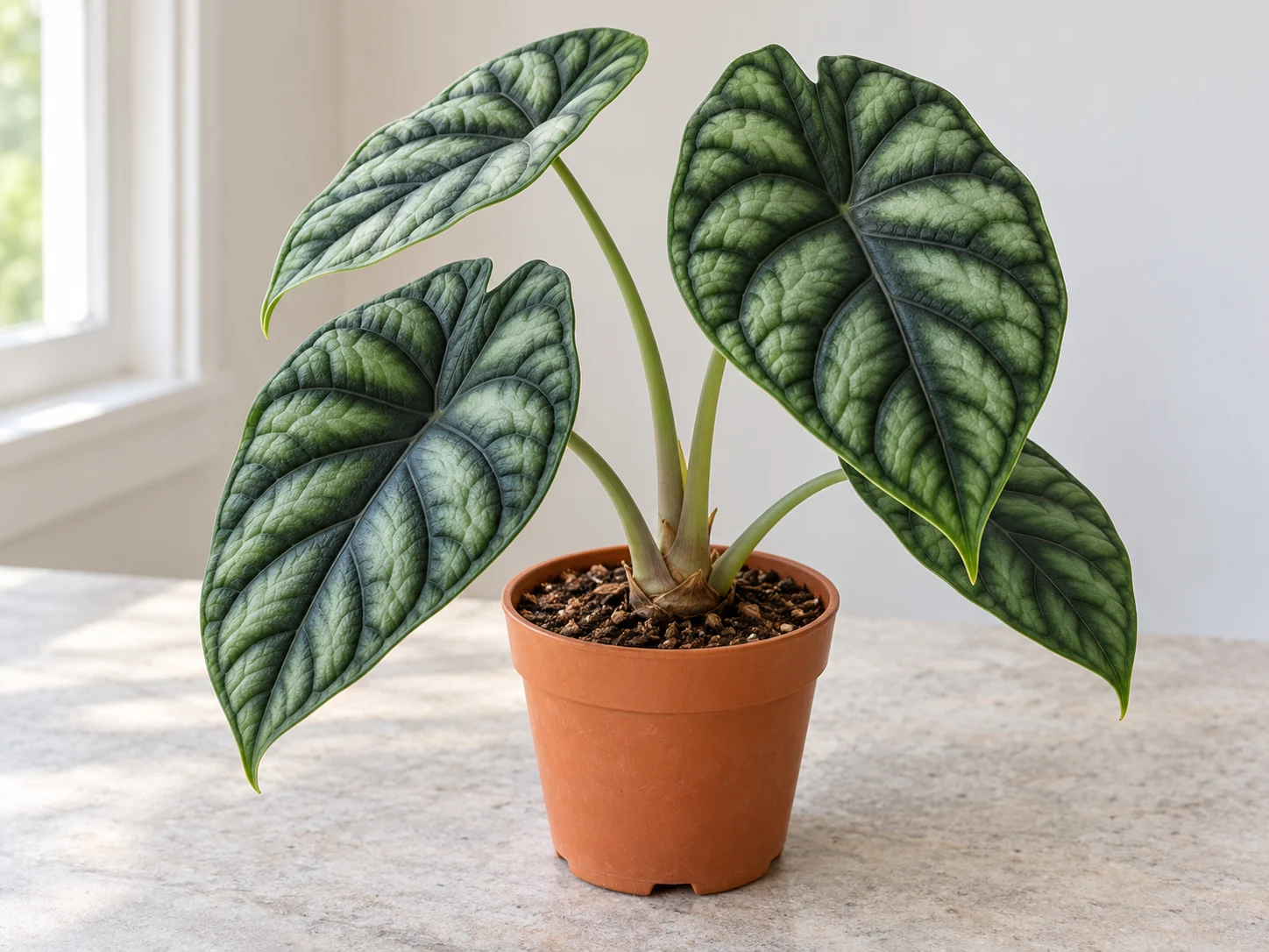 Alocasia baginda leaves with raised green panels between deeply impressed dark veins