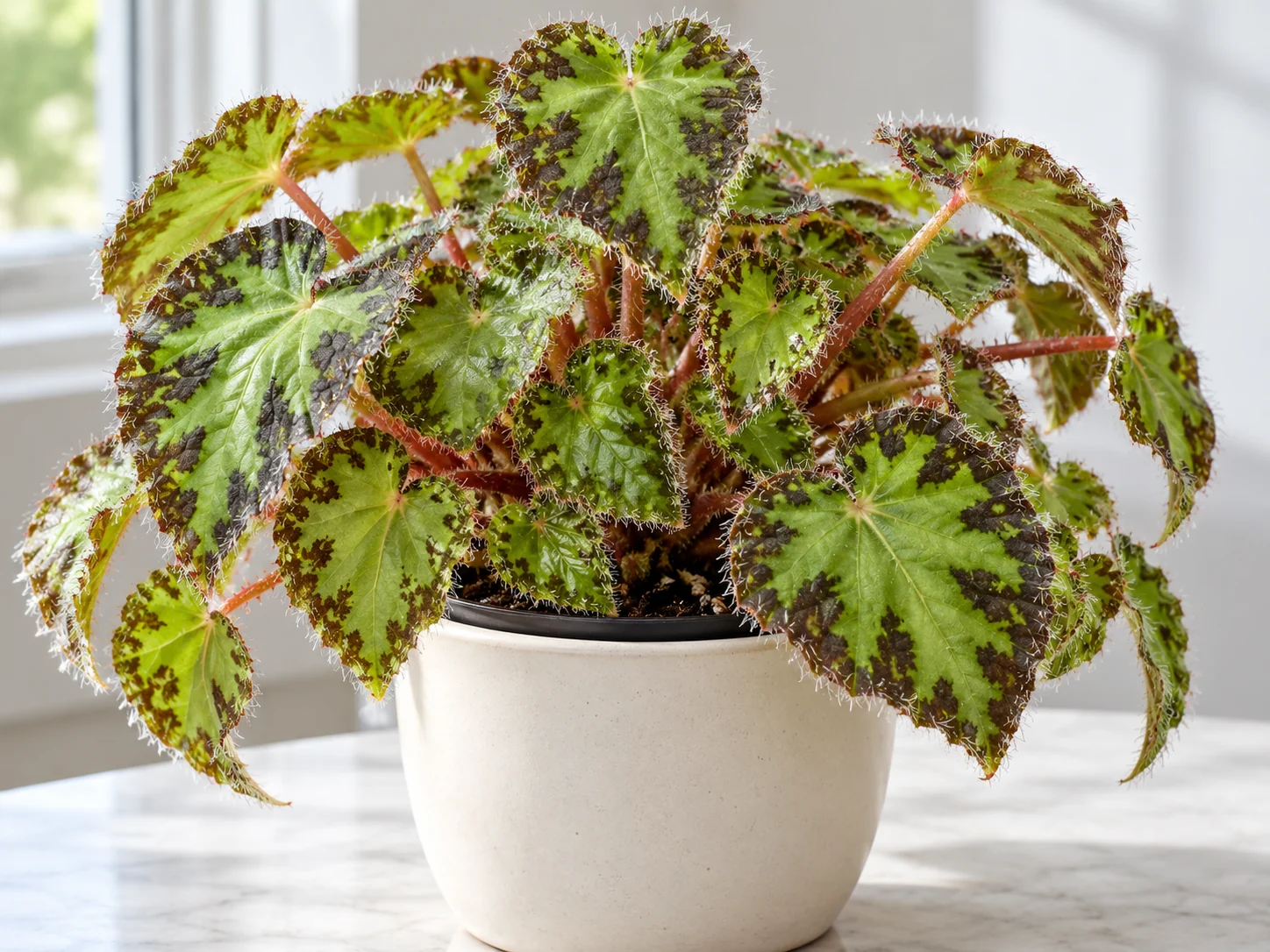 Small patterned leaves of an eyelash begonia with fine white hairs around their edges