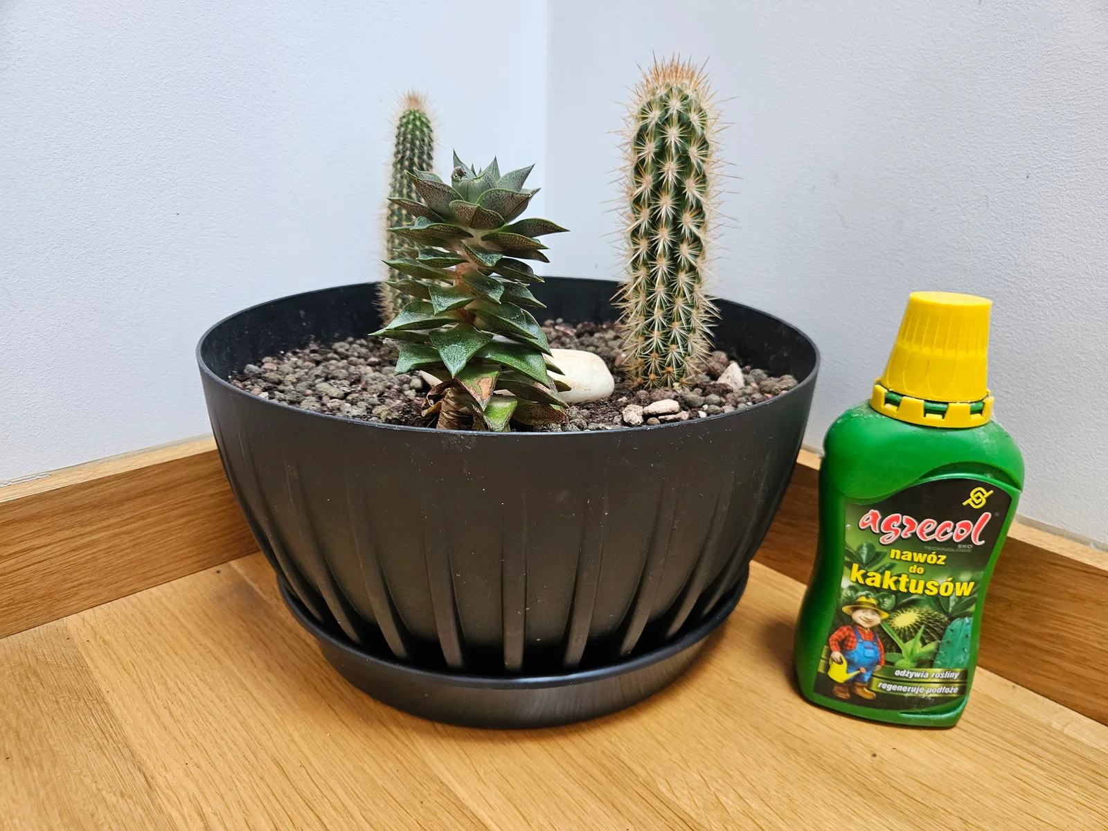 Cacti (Cactaceae)